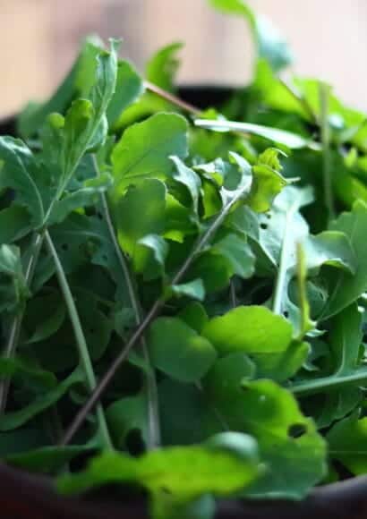 Rocket and Basil Pesto