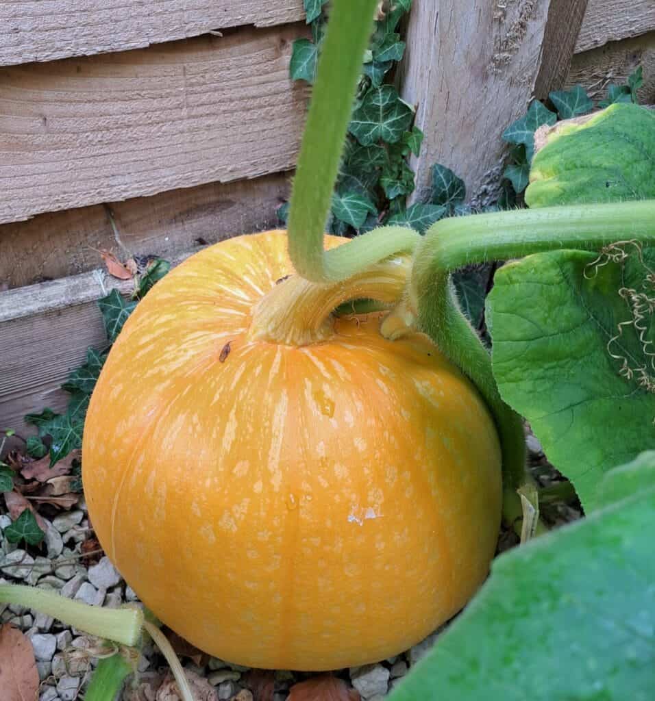 Butternut squash and sage risotto