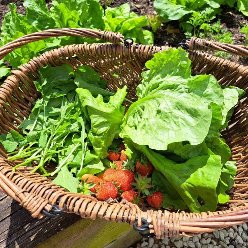 Basket of Garden Produce