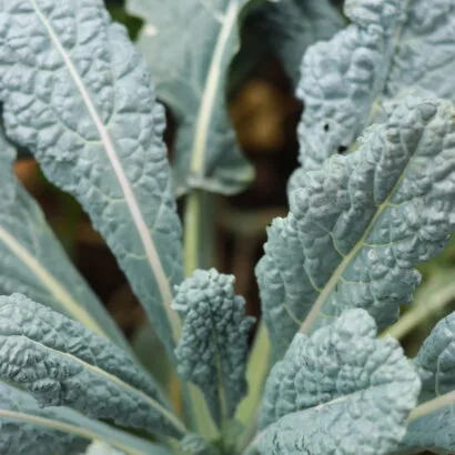 Thumbnail for The Greenest Kale Pesto