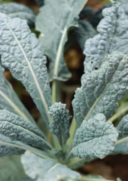 Kale growing in the garden