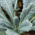 Kale growing in the garden