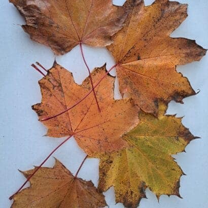 Thumbnail for Preserving Summer