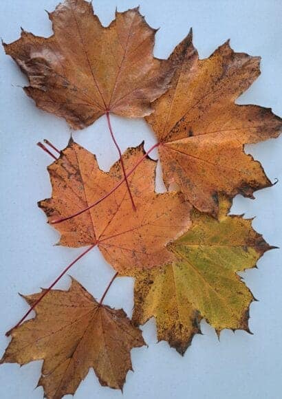Fallen leaves preserving summer