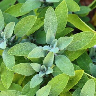 Thumbnail for Sage Pesto: the alternative to basil