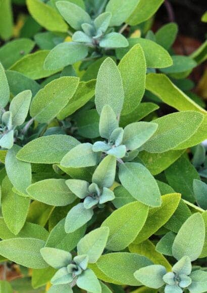 Sage growing