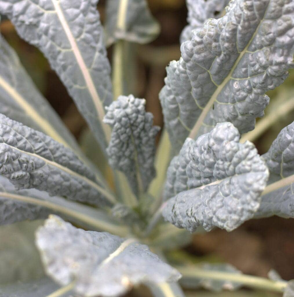 Italian Minestrone Soup