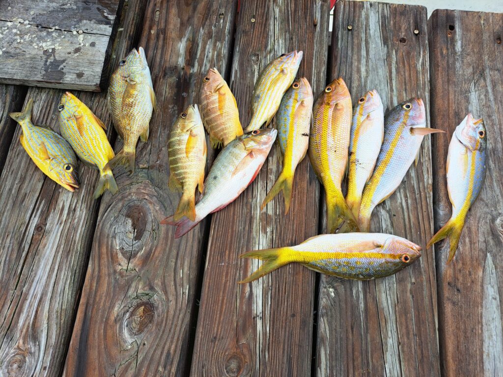 line up of fresh fish caught fishing and lying on the deck