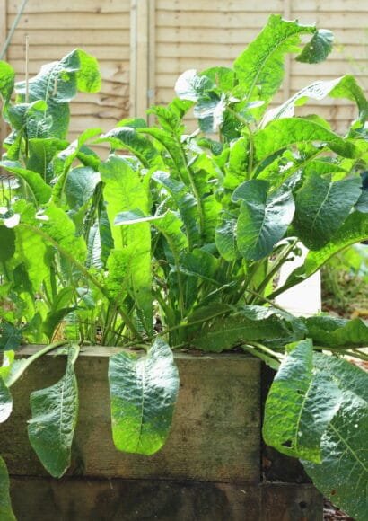 Horseradish plant with broad, dark green leaves growing in the corner of a raised garden bed.